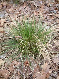 Pennsylvania Sedge /
Carex pennsylvanica